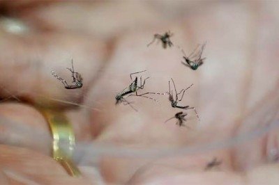 A presença repentina de mosquitos dentro de casa é um fenômeno que tem explicações bem estabelecidas na biologia e na ecologia urbana. Espécies como Aedes aegypti, Culex quinquefasciatus (o popular pernilongo) e Aedes albopictus são altamente adaptadas a ambientes urbanos e conseguem se reproduzir em espaços mínimos, muitas vezes dentro das próprias residências. Diferentemente do que se imagina, uma “infestação” nem sempre vem de fora. Ela pode surgir a partir de focos domésticos que passam desp -  (crédito: Reprodução de vídeo TV Globo)