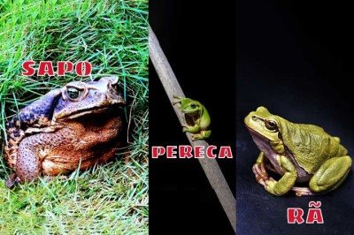 Sapo, rã e perereca pertencem à mesma ordem, mas apresentam diferenças claras. Variam no tipo de pele, no habitat e até no comportamento, mostrando a diversidade dentro do grupo dos anfíbios.
 -  (crédito:  Imagens Pixabay)