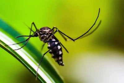 De janeiro a 11 de abril, foram notificados 227,5 mil casos de dengue no Brasil -  (crédito: De janeiro a 11 de abril, foram notificados 227,5 mil casos prováveis da doença contra 916,4 mil identificados no mesmo período de 2025)
