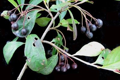 Um estudo da Universidade de Ohio apontou que a arônia-negra pode contribuir para a saúde do coração. Ainda pouco conhecida, essa fruta vem ganhando atenção por seus potenciais benefícios.
 -  (crédito: Laval University/Wikimedia Commons)