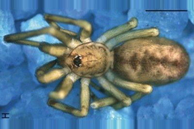 Cientistas sul-americanos descobriram na Colômbia uma nova espécie de aranha batizada de Pikelinia floydmuraria, nome que homenageia a banda Pink Floyd e o álbum 'The Wall', lançado em 1979. Com apenas 3 a 4 milímetros, a espécie vive em frestas e paredes de construções e integra o grupo das aranhas sinantrópicas, adaptadas a ambientes urbanos próximos aos seres humanos. Apesar do tamanho reduzido, ela atua como predadora eficiente de insetos como moscas, mosquitos, formigas e besouros, podendo  -  (crédito: Divulgação/Leonardo Delgado-Santa)