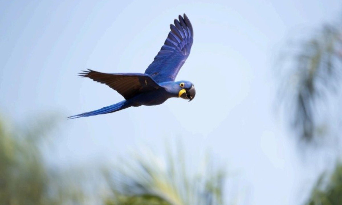 No Instituto Arara Azul, o monitoramento de ninhos artificiais &eacute; uma ferramenta crucial para salvar esp&eacute;cies amea&ccedil;adas da extin&ccedil;&atilde;o