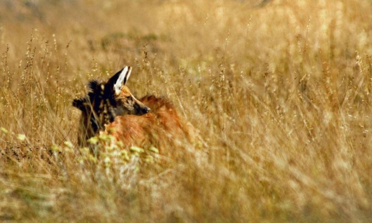 O projeto Lobos da Canastra tenta mitigar conflitos com produtores rurais &eacute; essencial para promover a coexist&ecirc;ncia pac&iacute;fica no Cerrado.