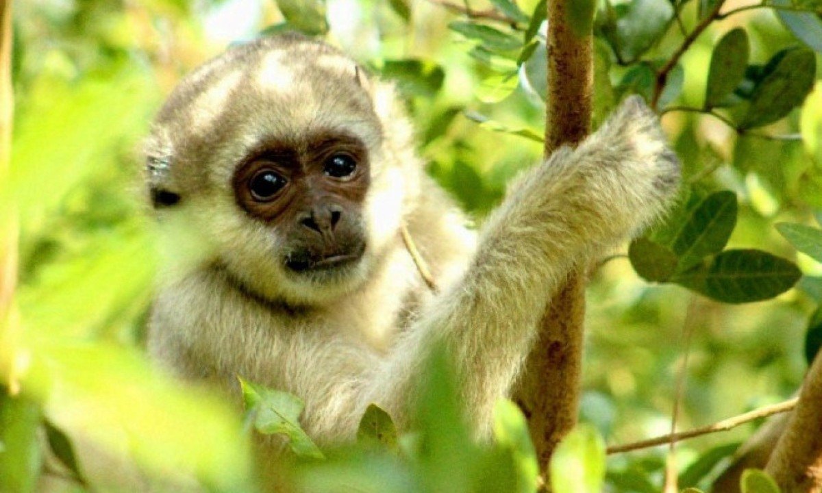 O Ibiti Projeto refloresta &aacute;reas degradadas e protege a fauna nativa &mdash; com destaque para o muriqui-do-norte 