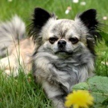 Vivem bastante! Raças de cachorro com maior longevidade - Reprodução/ Cão em Foco Educação Canina
