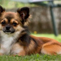 Pequenino, Chihuahua tem coragem, energia e muita lealdade - Reprodução/Cão em Foco Educação Canina