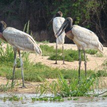 Tuiuiú: ave símbolo do Pantanal é considerada a cegonha da América Latina - Imagem de Marcelo por Pixabay
