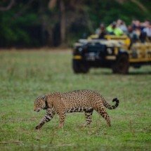 Dia da Terra: 10 projetos de conservação transformadores no Brasil  - Donal Boyd/Divulgação