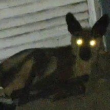 Lobo é encontrado na porta de casa de morador de cidade mineira - CBMG/Divulgação