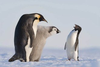 Conheça os animais mais carinhosos com seus filhotes