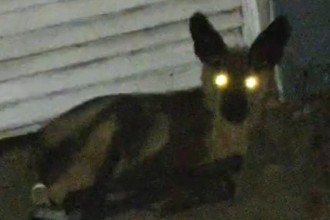 Lobo é encontrado na porta de casa de morador de cidade mineira