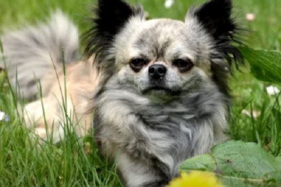 A expectativa de vida dos cães varia conforme a raça. Fatores genéticos e físicos influenciam essa longevidade, e algumas raças costumam viver mais que outras.
 -  (crédito: Reprodução/ Cão em Foco Educação Canina
)