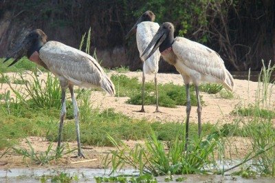 O TuiuiÃº, cujo nome cientÃ­fico Ã© Jabiru mycteria, Ã© a maior ave voadora do Pantanal e sÃ­mbolo oficial da regiÃ£o. Encanta pela imponÃªncia de suas asas largas e pelo contraste marcante entre o pescoÃ§o preto com base vermelha e o corpo branco. Ao representar a forÃ§a e beleza dos ambientes alagados que definem o bioma, tornou-se Ã­cone da biodiversidade brasileira. Embora seja mais conhecido no Pantanal, o TuiuiÃº tambÃ©m pode ser encontrado em outras Ã¡reas Ãºmidas da AmÃ©rica Latina, como no Brasil cent -  (crédito: Imagem de Marcelo por Pixabay)
