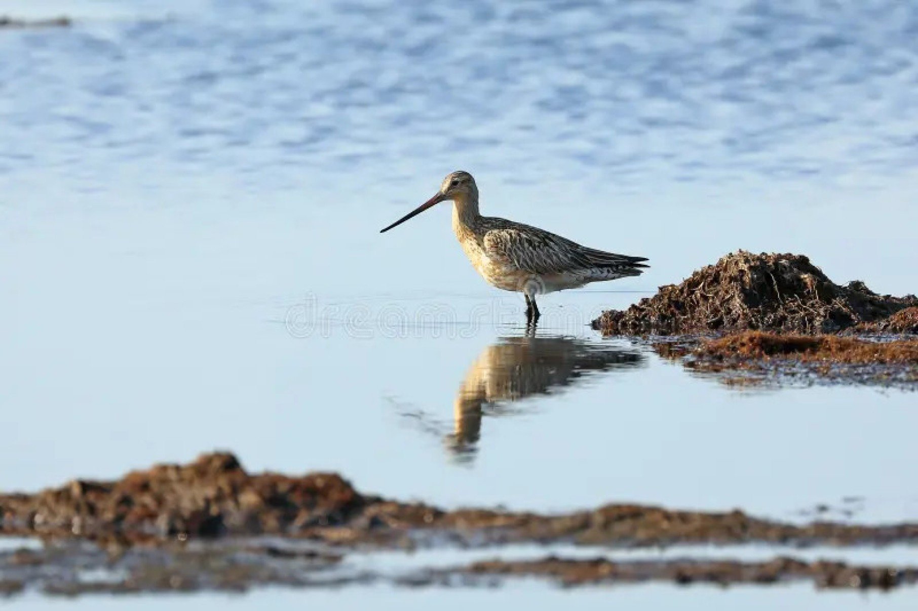 A cadeia alimentar do Ártico em risco: como o derretimento do gelo ameaça todo o ecossistema polar - Portal Giro 10