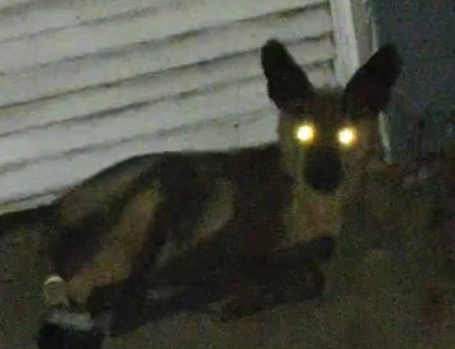 Lobo-guará é encontrado na porta de casa de morador de cidade mineira