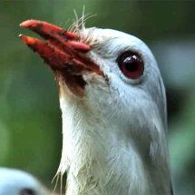 O curioso caso do kagu, a ave que não voa e emite sons que parecem latidos - Reprodução do Youtube Canal BBC Earth