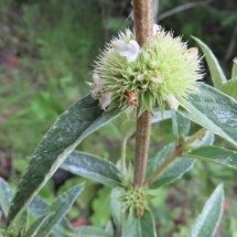Depois de mais de 70 anos ‘desaparecida’, Hyptis argentea é redescoberta no Cerrado goiano - Reprodução/Isa Lucia de Morais