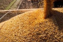 Sem moratória, área equivalente a dez cidades de SP pode ‘virar soja’