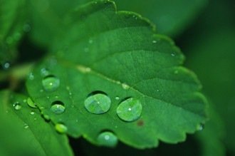 Frescor nas plantas: saiba como surgem as gotas de orvalho
