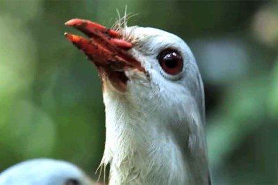 A ave conhecida como kagu, ou cagu (Rhynochetos jubatus), desperta atenção de pesquisadores e observadores da natureza por uma característica inusitada: seu canto lembra o latido de um cão. Endêmica da Nova Caledônia, no Pacífico sul, essa espécie rara é considerada um dos exemplos mais curiosos da biodiversidade insular, reunindo traços físicos, comportamentais e evolutivos que a tornam praticamente única no mundo. Isolado geograficamente por milhões de anos, o arquipélago favoreceu o surgiment -  (crédito: Reprodução do Youtube Canal BBC Earth)