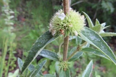 A biodiversidade brasileira ainda guarda muitas surpresas, mesmo após anos e anos de pesquisas científicas em diferentes biomas. Em regiões como o Cerrado, novas descobertas continuam a revelar espécies raras e pouco conhecidas pela ciência. Esses achados reforçam a importância da preservação ambiental e do trabalho de campo realizado por pesquisadores, além de mostrarem como áreas naturais protegidas podem funcionar como refúgios para organismos considerados desaparecidos. Um exemplo recente é  -  (crédito: Reprodução/Isa Lucia de Morais)