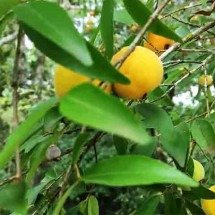 Benefícios para o corpo e para o meio ambiente: fruta pouco conhecida da Mata Atlântica, uvaia tem até 4 vezes mais vitamina C que a laranja - Reprodução do Youtube Canal Vamos falar das flores