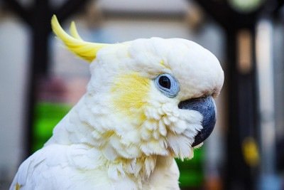 Com plumagem chamativa e uma crista colorida característica, a cacatua chama atenção pela aparência e inteligência. A ave também se destaca pelo comportamento sociável, o que contribuiu para sua popularidade como animal de estimação.
 -  (crédito: Imagem de Benita Welter por Pixabay)