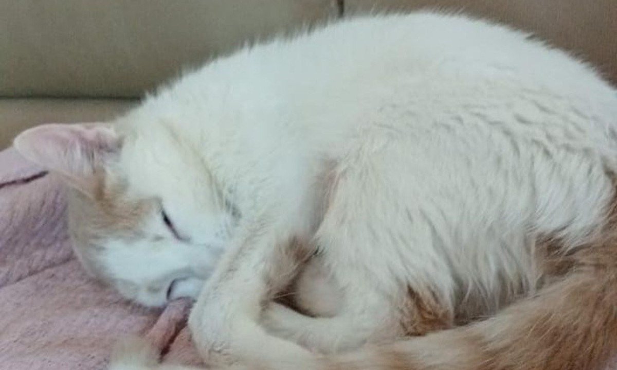 Branquinho dormindo no sof&aacute; ap&oacute;s resgate