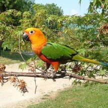 Descubra as espécies de aves que surpreendem ao imitar a fala humana - GIANNIZZZERO  wikimedia commons