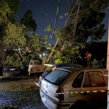 BH: veículos são atingidos por árvores na região do Barreiro - CBMMG