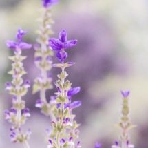Lavanda: a planta perfumada que une beleza, aroma e bem-estar em um só cultivo - Pixabay