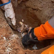 Gato é resgatado após ficar 14 horas preso em encanamento - Divulgação/CBMMG