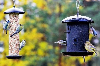 Atrair pássaros para jardins e varandas pode ser mais simples do que parece. Com alimentos naturais adequados, é possível criar um ambiente convidativo e observar de perto diferentes espécies, aproximando o cotidiano da natureza.
 -  (crédito: Reprodução do Flickr Stein Arne Jensen)