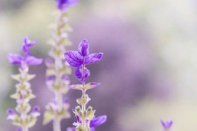 A lavanda, do gênero Lavandula, é uma planta aromática amplamente conhecida por seu perfume suave e propriedades relaxantes. Cultivada em diferentes regiões do mundo, reúne diversas espécies adaptadas a variados climas e solos. Sua presença é marcante tanto em jardins quanto na composição de produtos de bem-estar, perfumaria e cuidados pessoais. Com flores delicadas e coloração característica, destaca-se também pelo valor ornamental e pela capacidade de atrair polinizadores. Além disso, é associ -  (crédito: Pixabay)