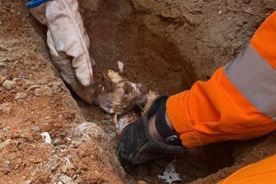 Gato é resgatado após 14 horas preso em encanamento em Araxá -  (crédito: Divulgação/CBMMG)