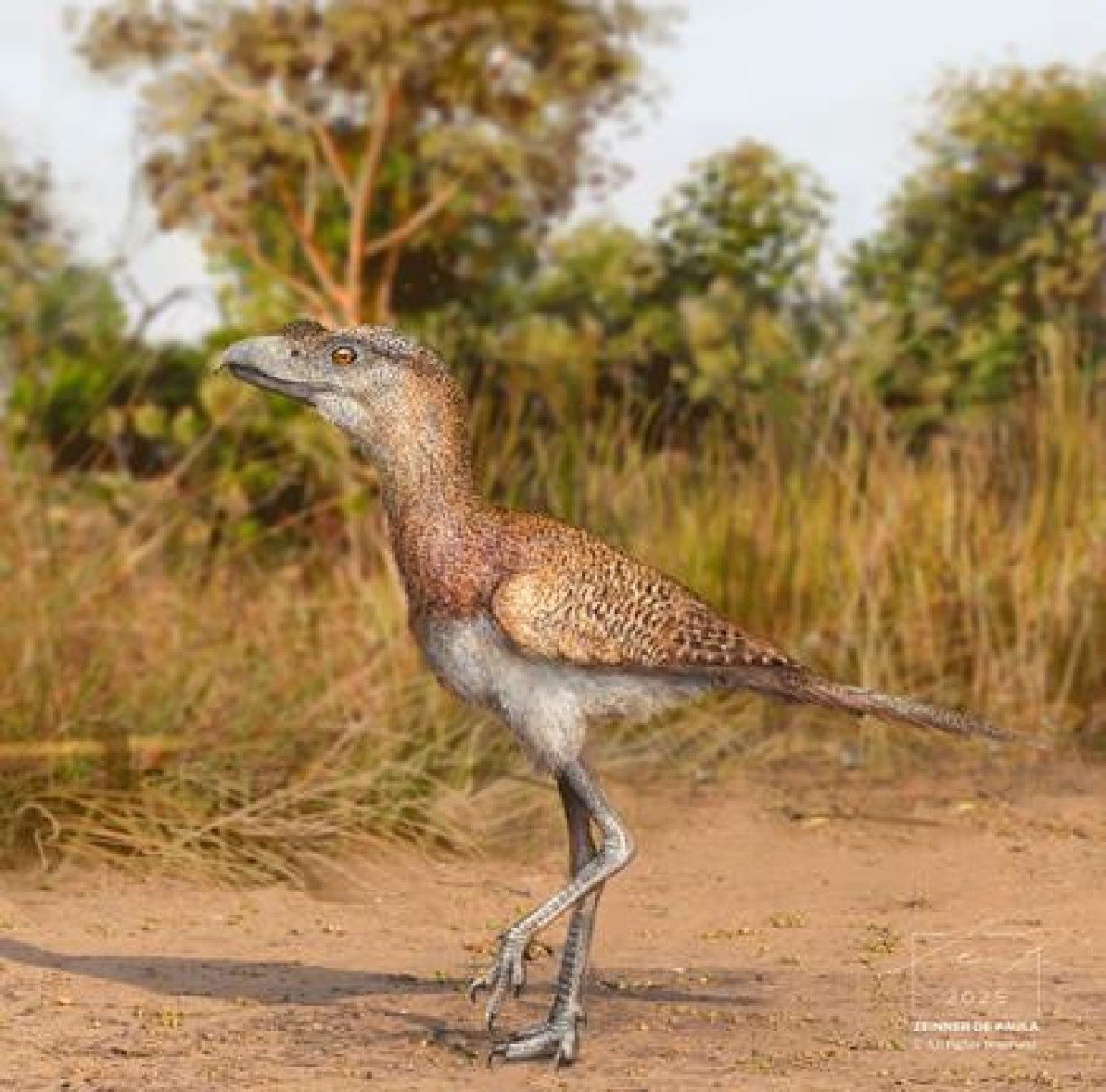 Ilustra&ccedil;&atilde;o da nova esp&eacute;cie de ave do terror, a Eschatornis aterradora, que viveu no final do per&iacute;odo Pleistoceno, h&aacute; cerca de 25 mil anos, no territ&oacute;rio onde, hoje, est&aacute; a Regi&atilde;o Nordeste do Brasil