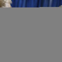 Do tarifaço a ameaças à Groenlândia, governo Lula vê modo ideal para reagir a Trump