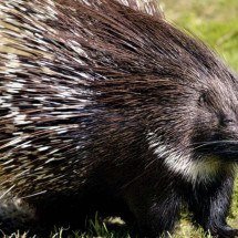 Por que o porco-espinho não é um porco? A verdade surpreendente sobre esse animal cheio de espinhos - Portal Giro 10