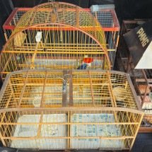 Homem com aves silvestres escondidas no porta-malas é autuado em BH - PMMG/Divulgação 