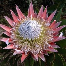 Protea cynaroides: a flor majestosa que é símbolo na África no Sul - Derek Keab wikimedia commons