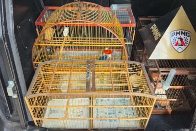 Foram encontrados um azulão, dois coleiros e um papa-capim, todos sem documentação ou autorização do órgão ambiental competente, segundo a Polícia Militar
 -  (crédito: PMMG/Divulgação )