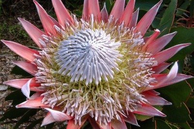 O protea cynaroides, conhecido como prótea-real, é uma das flores mais emblemáticas do mundo e carrega um significado profundo na África do Sul, onde é considerado símbolo nacional. Sua aparência majestosa, com pétalas largas e um centro que lembra uma coroa, transmite força e resiliência, características que dialogam com a história do país. A flor desperta curiosidade por sua forma única, bem como por ser nativa de regiões montanhosas, secas e costeiras. O interesse público em torno dela cresce -  (crédito: Derek Keab wikimedia commons)