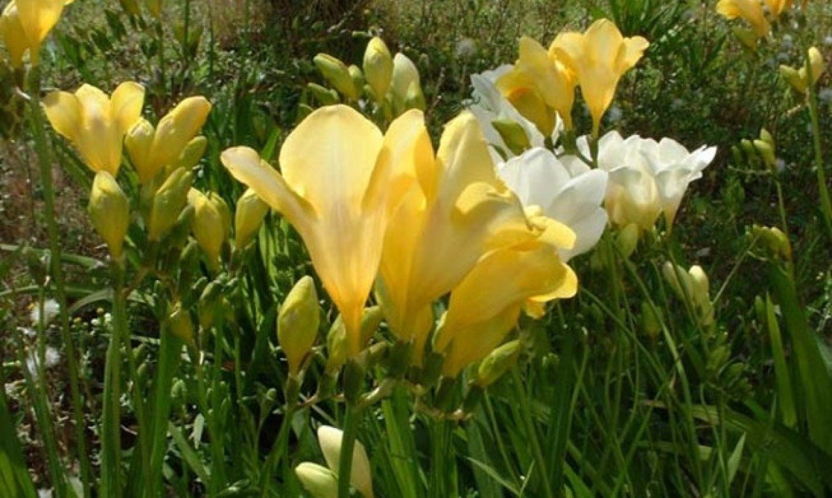 Entre as flores que conquistam olhares e corações, a frésia se destaca pela combinação rara de delicadeza e intensidade. Sua origem africana contrasta com a fama mundial que alcançou, já que nasceu em um território restrito, específico da África do Sul – em condições climáticas muito particulares –, e ultrapassou fronteiras. O perfume doce e discreto desperta lembranças afetivas e cria atmosferas acolhedoras. Mais do que beleza, carrega significados ligados à amizade, confiança e inocência, atri -  (crédito: wikimedia commons)