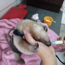 Filhote de tamanduá-mirim salvo após morte da mãe é devolvido à natureza  - Cetras Divin&oacute;polis/Divulga&ccedil;&atilde;o