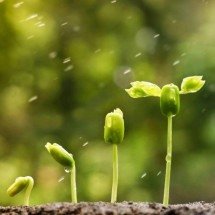 Florestas urbanas em tempo recorde: como a técnica Miyawaki cria ecossistemas densos e biodiversos - Portal Giro 10