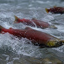 Salmões expostos à cocaína nadam distâncias mais longas, aponta estudo - imagem gerada por IA/acervo Estado de Minas