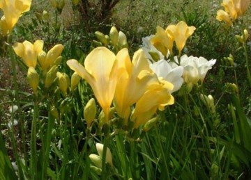 Entre as flores que conquistam olhares e corações, a frésia se destaca pela combinação rara de delicadeza e intensidade. Sua origem africana contrasta com a fama mundial que alcançou, já que nasceu em um território restrito, específico da África do Sul – em condições climáticas muito particulares –, e ultrapassou fronteiras. O perfume doce e discreto desperta lembranças afetivas e cria atmosferas acolhedoras. Mais do que beleza, carrega significados ligados à amizade, confiança e inocência, atri -  (crédito: wikimedia commons)