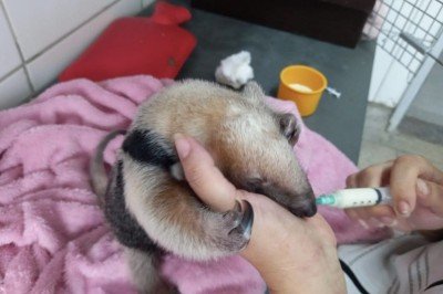 Animal foi resgatado quando ainda tinha poucos dias de vida -  (crédito: Cetras Divin&oacute;polis/Divulga&ccedil;&atilde;o)