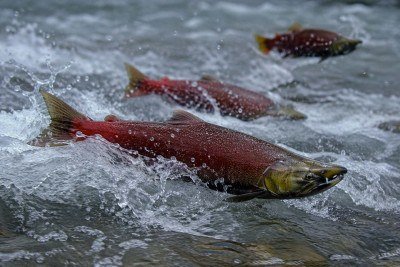 Peixes percorreram uma distância 1,9 vez maior sob o efeito da droga do que aqueles que levavam uma vida saudável -  (crédito: imagem gerada por IA/acervo Estado de Minas)