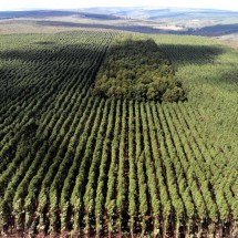 Setor florestal avança em MG e projeta ciclo 2026-2030 - DINO